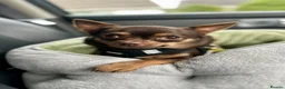 Chihuahua dogs for sale: Full Breed Chihuahua 3.4kg  in Ringwood - Advert 2