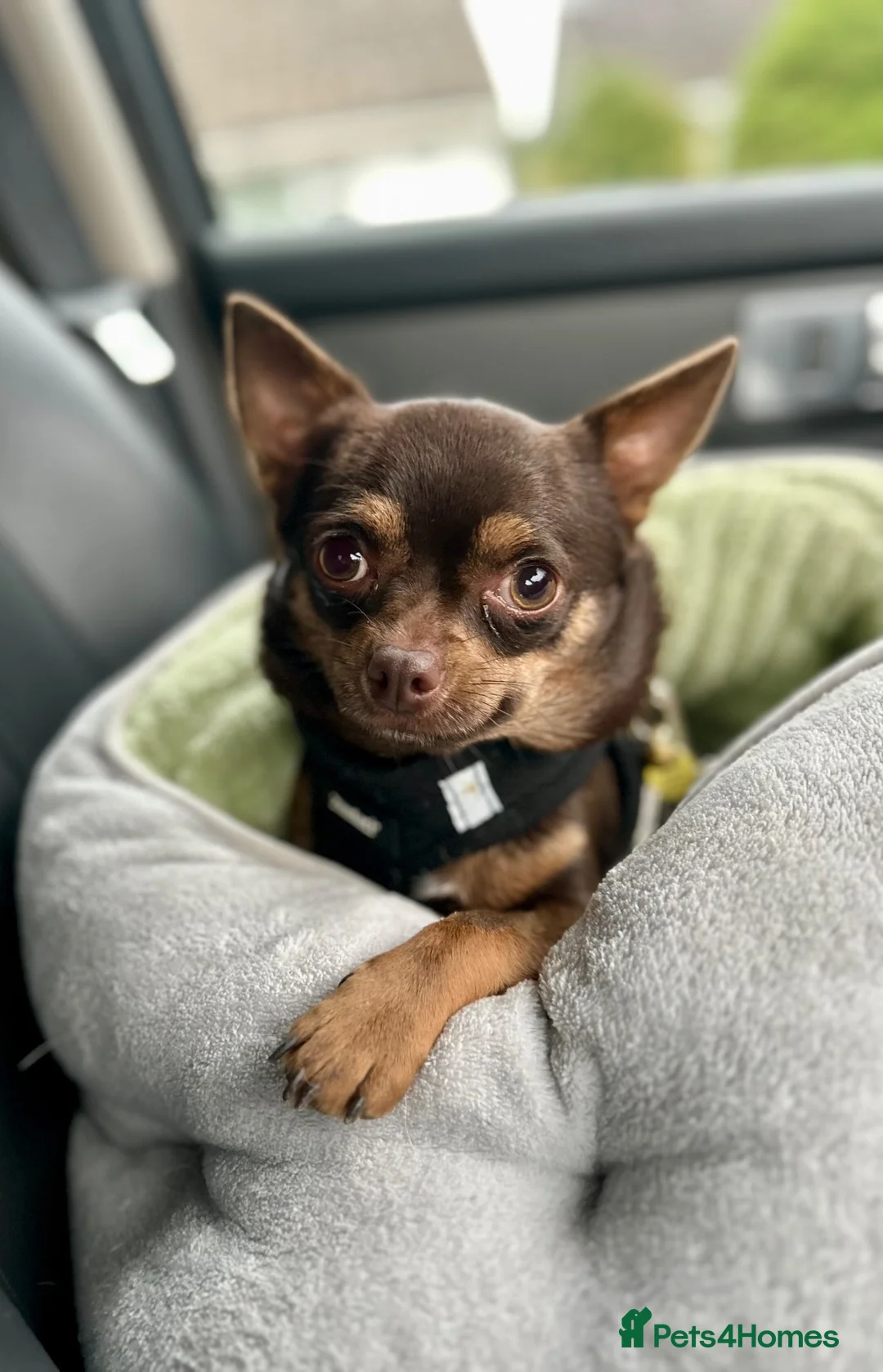 Chihuahua dogs for sale: Full Breed Chihuahua 3.4kg  in Ringwood - Advert 2