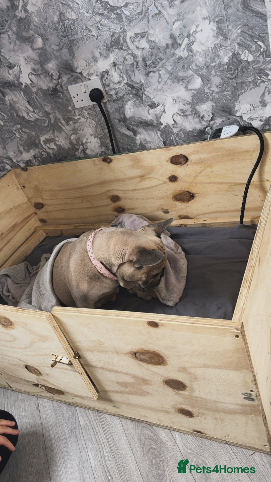 French Bulldog dogs for sale: Kc Frenchbulldog puppies  - Image 1