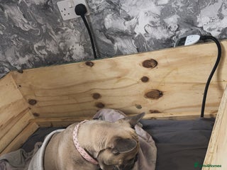 French Bulldog dogs - Advert 27