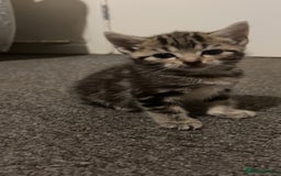 British Shorthair cats for sale: 1 tabby female 1 shaded female ready to go  - Advert 9