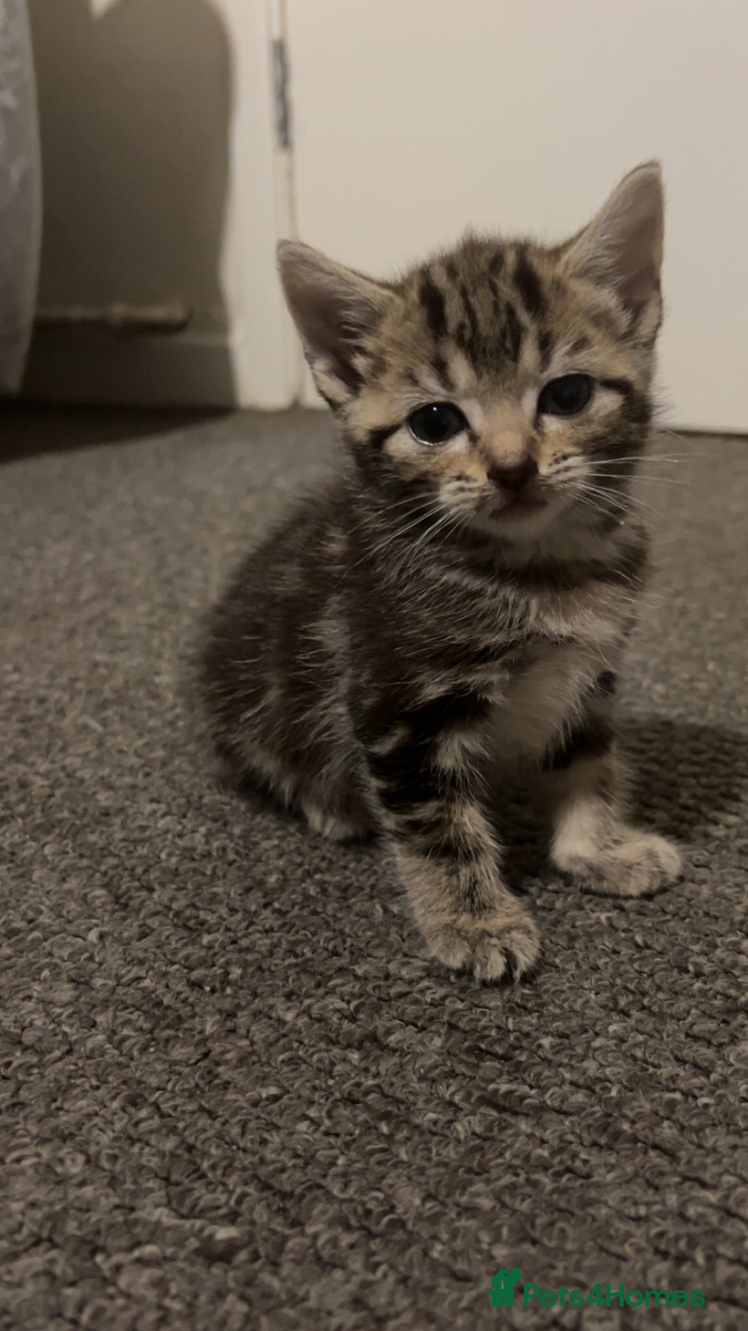 British Shorthair cats for sale: 1 tabby female 1 shaded female ready to go  - Advert 9
