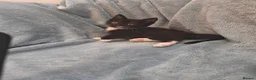 Mixed Breed cats for sale: Beautiful Kittens VIDEOS - Advert 16