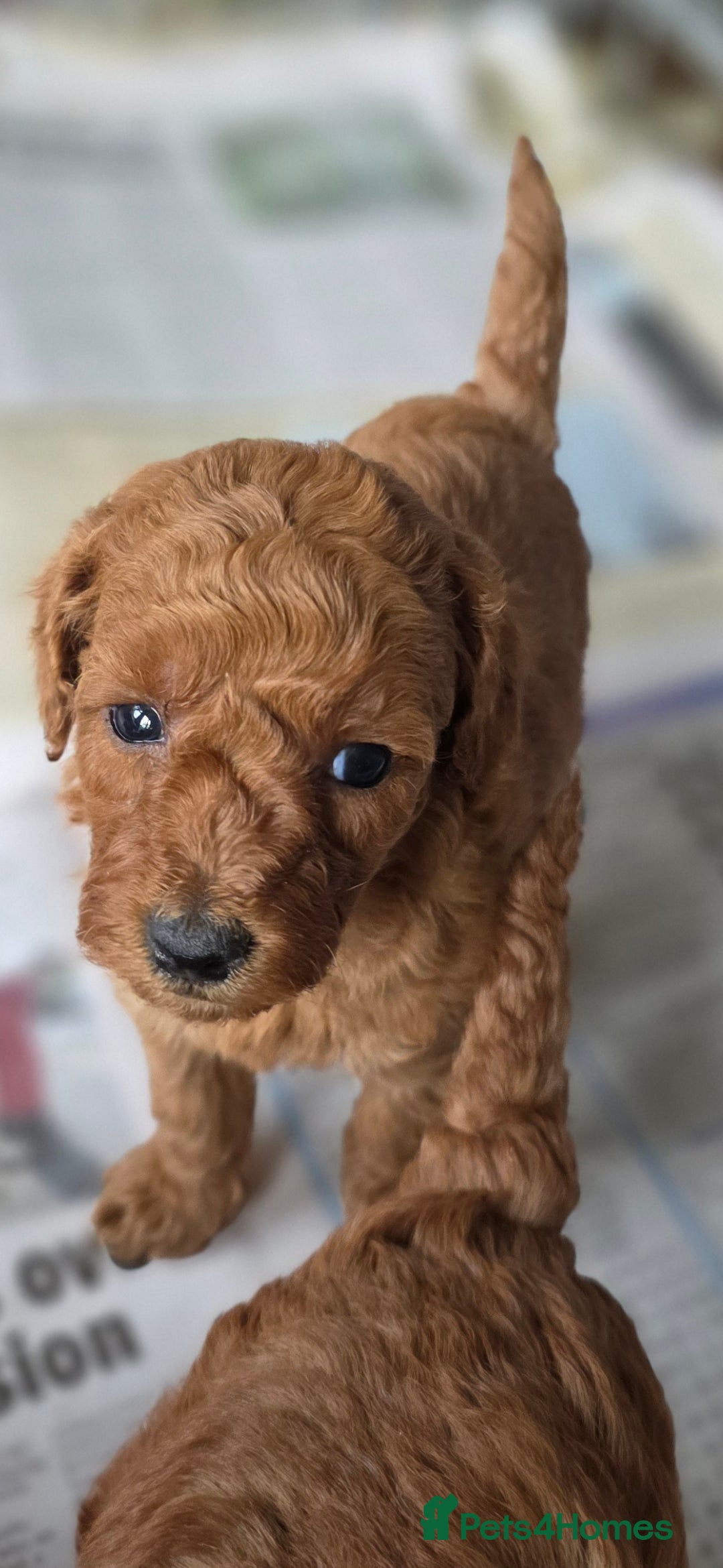 Miniature Poodle dogs for sale: MINIATURE POODLE PUPPIES - Image 17