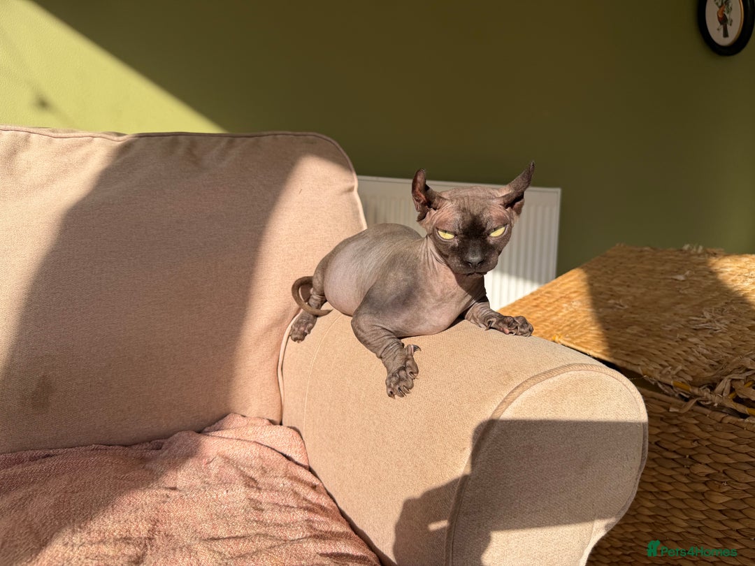 Sphynx cats for sale: Dwelf and Elf kittens - Image 9