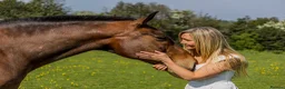 Irish Sports horses for sale: Skye ISH X 15.2hh 17/18 y/o in Coventry - Advert 3