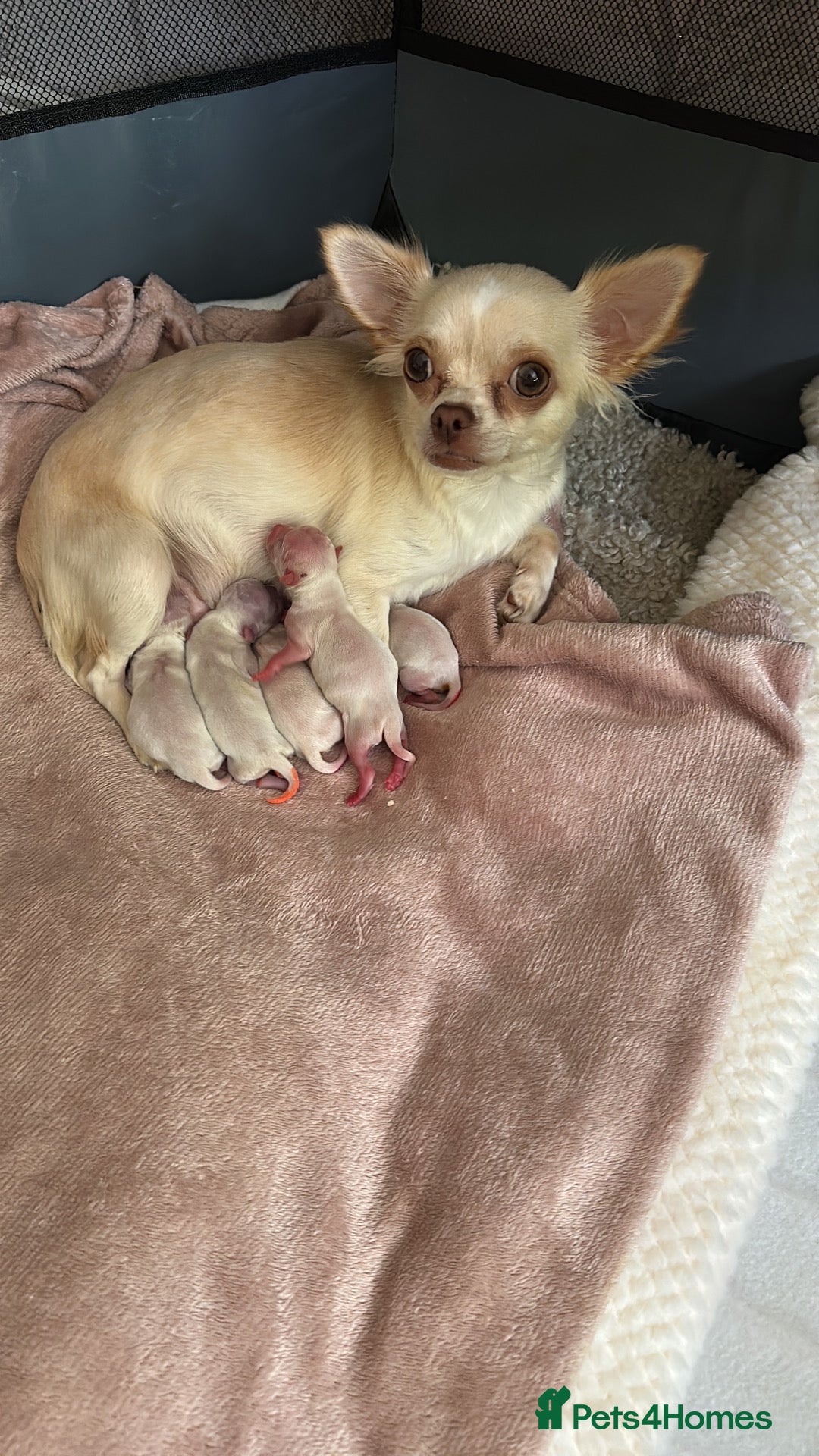 Pomchi dogs Chihuahua x Pomeranian Puppies - Advert 7