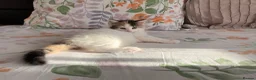 Ragdoll cats for sale: Fluffy Ragdoll-Mix Kitten  - Advert 10