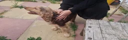 Cocker Spaniel dogs for sale: Beautiful Cocker spaniel female  - Advert 8