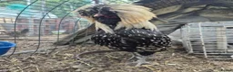 Chickens poultry for sale: Polish Cockerel - Advert 4