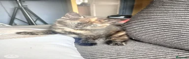 Mixed Breed 1