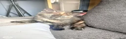 Mixed Breed cats for sale: multicoloured kittens in Nottingham - Advert 7