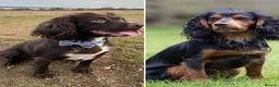 Cocker Spaniel dogs for sale: Stunning pedigree working cocker spaniel puppies  - Advert 13