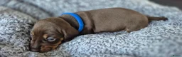 Miniature Dachshund dogs for sale: Litter of 5 beautiful boys - Advert 19