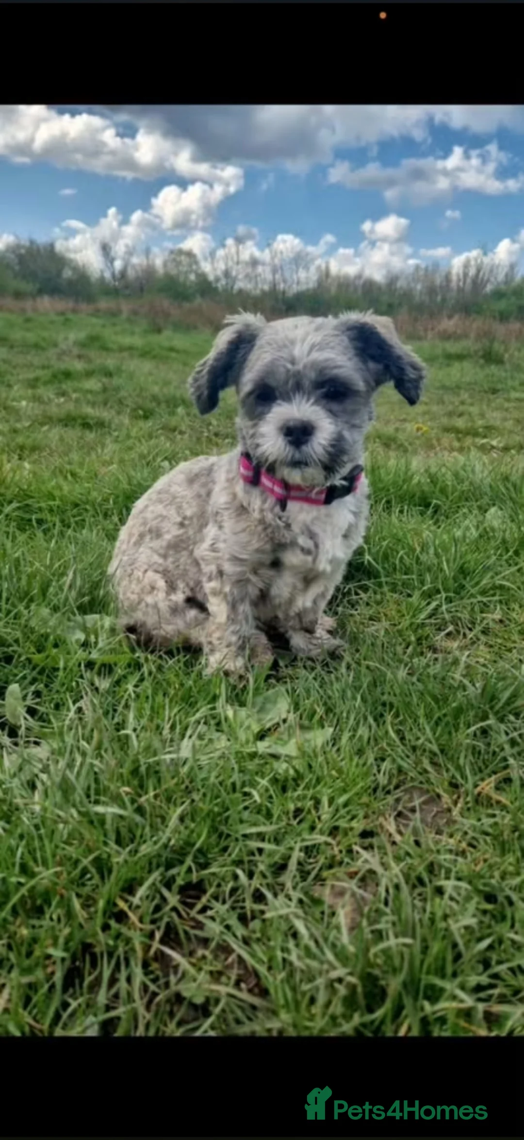 Shihpoo dogs for sale: 1 year old Female shihpoo - Advert 2