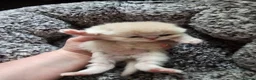 Exotic cats for sale: Full pedigree exotic kittens in Saint Helens - Advert 6