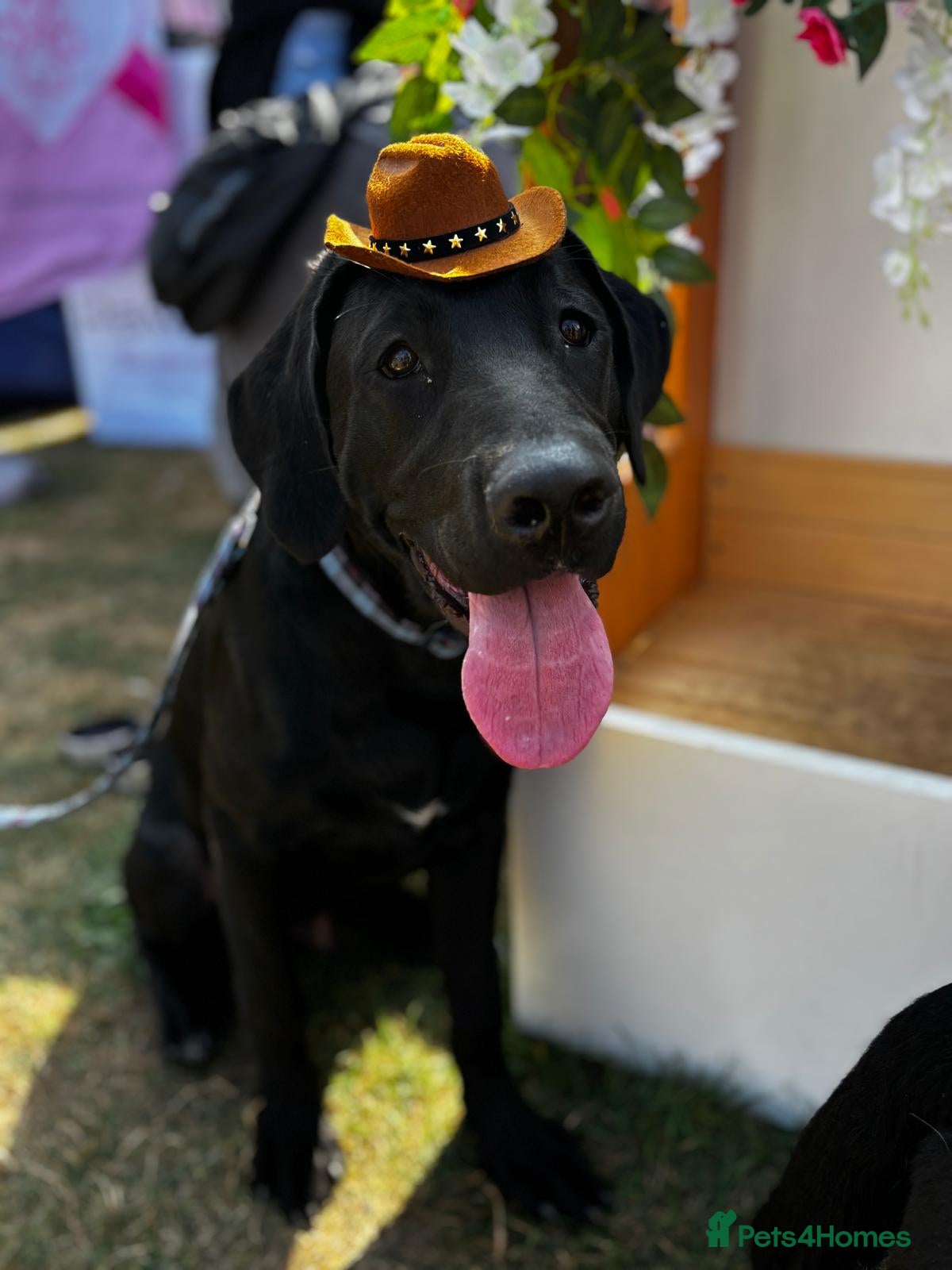 Labrador Retriever dogs for sale: 8 beautiful Black Labrador puppies for sale  - Advert 25