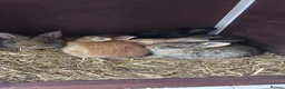 Continental Giant rabbits for sale: Giant continental x French lop - Advert 11