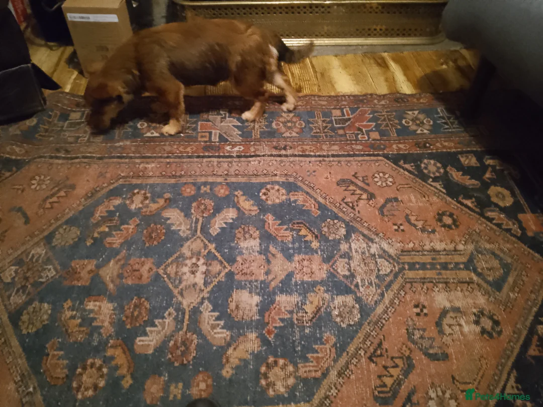 Mixed Breed dogs for sale: Jack a pom in Malvern - Advert 6