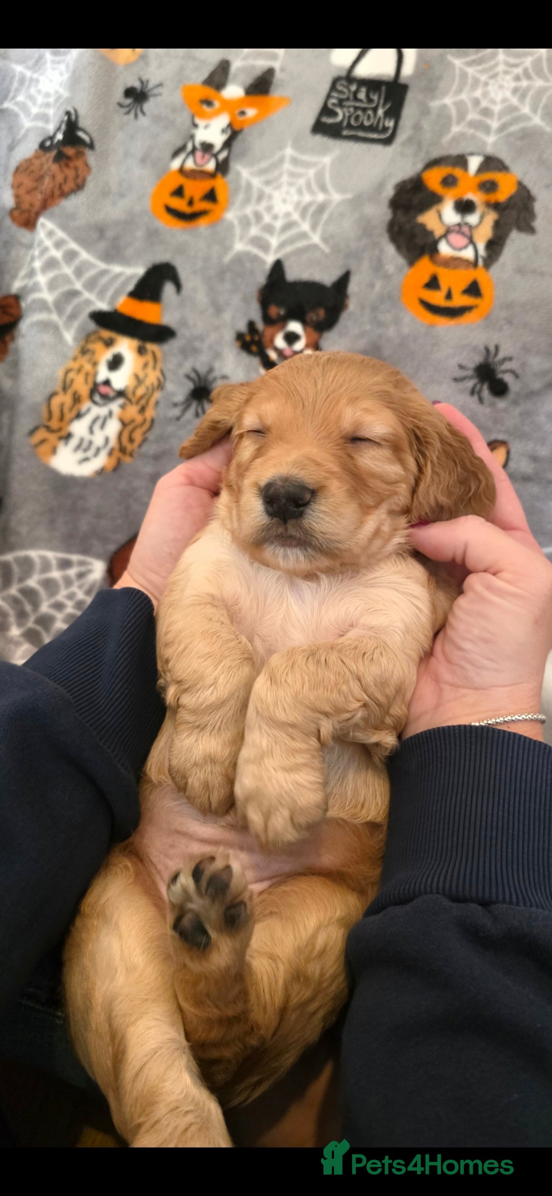 Cocker Spaniel dogs for sale: Working Cocker Spaniel Puppies - Image 24