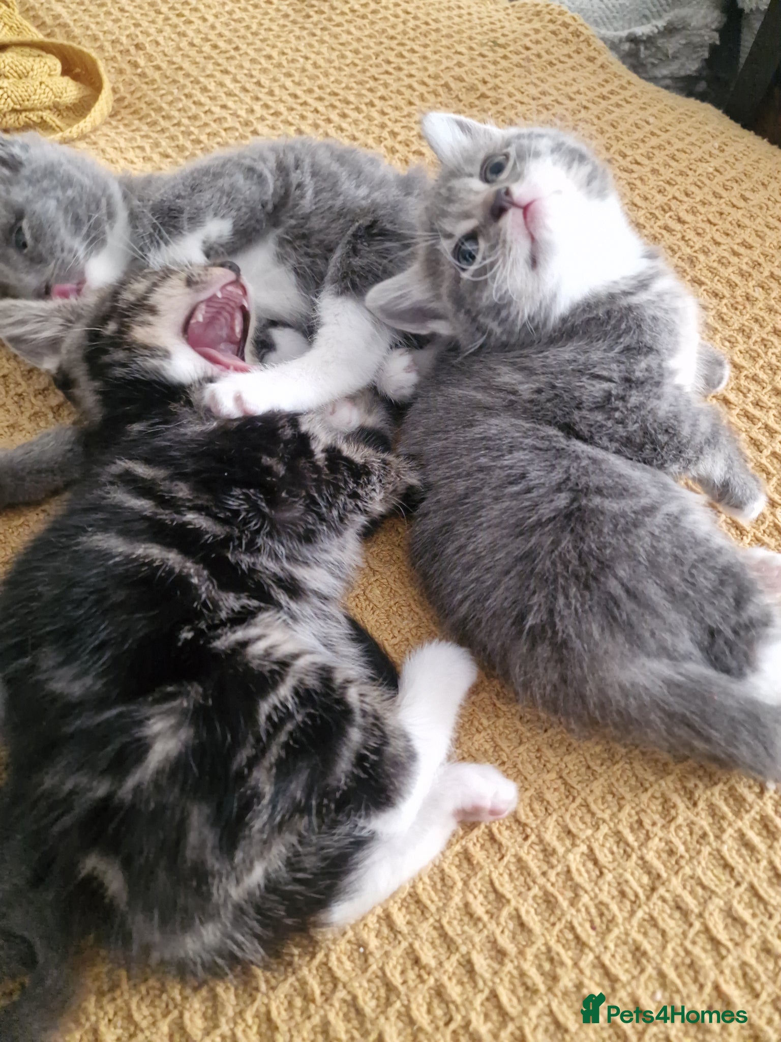 Mixed Breed cats 3 kittens - Advert 2