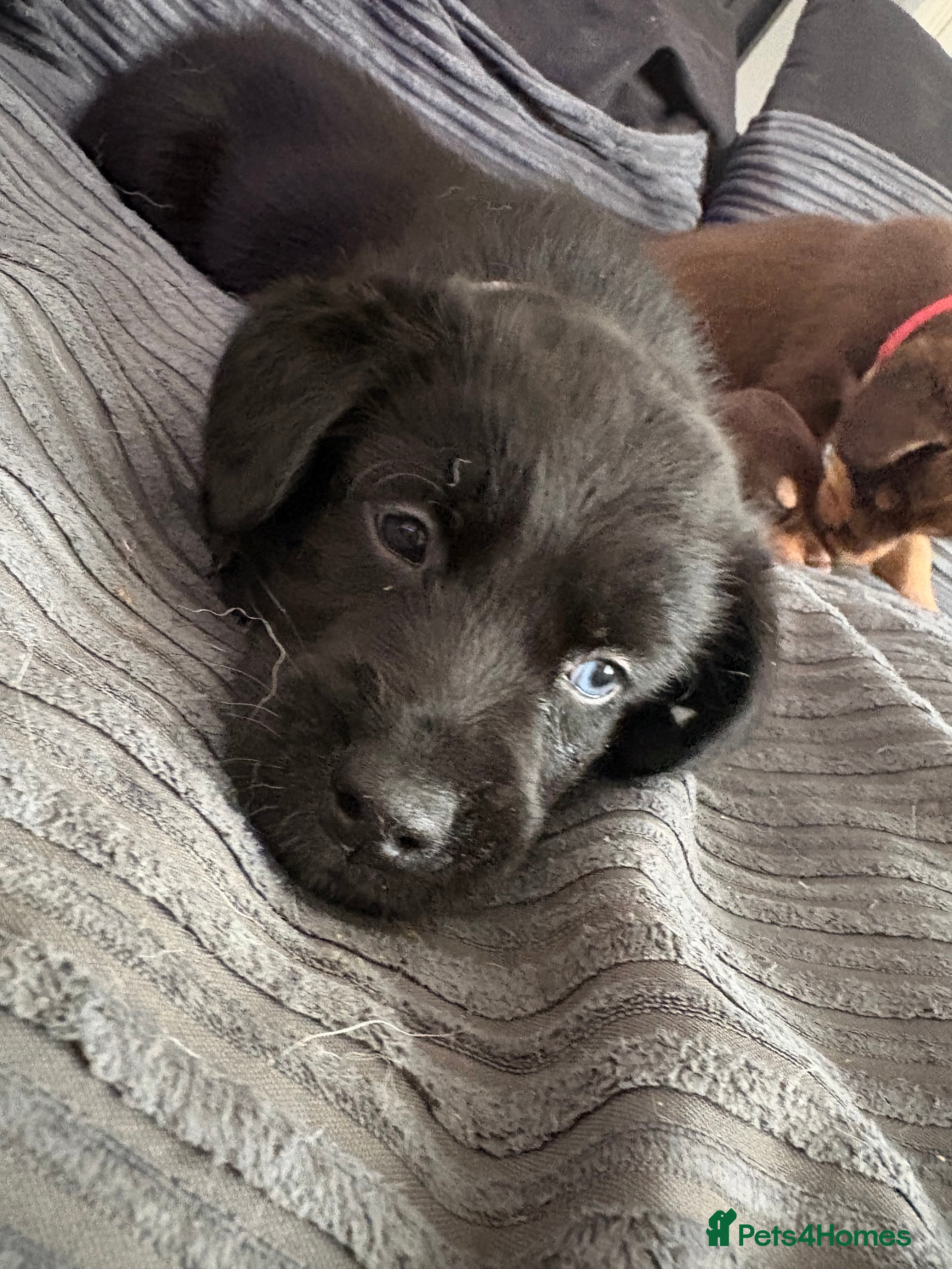 Mixed Breed dogs Siberian Cocker Puppies- reduced!!!  - Advert 3