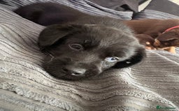 Mixed Breed dogs for sale: Siberian Cocker Puppies  - Image 2