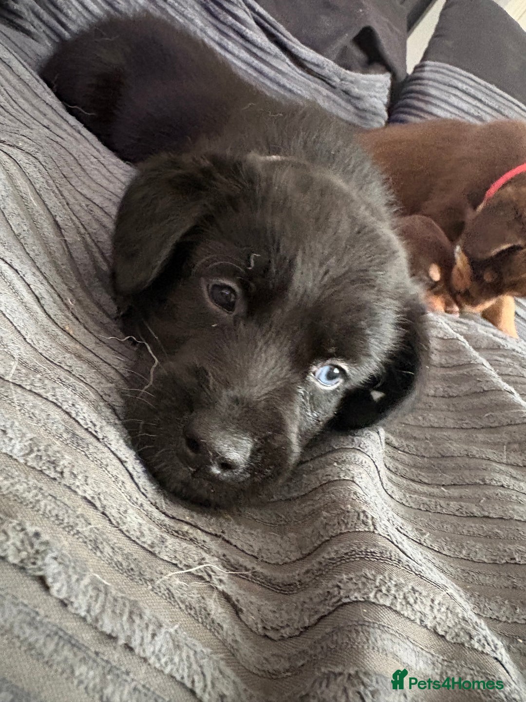 Mixed Breed dogs for sale: Siberian Cocker Puppies  - Image 2