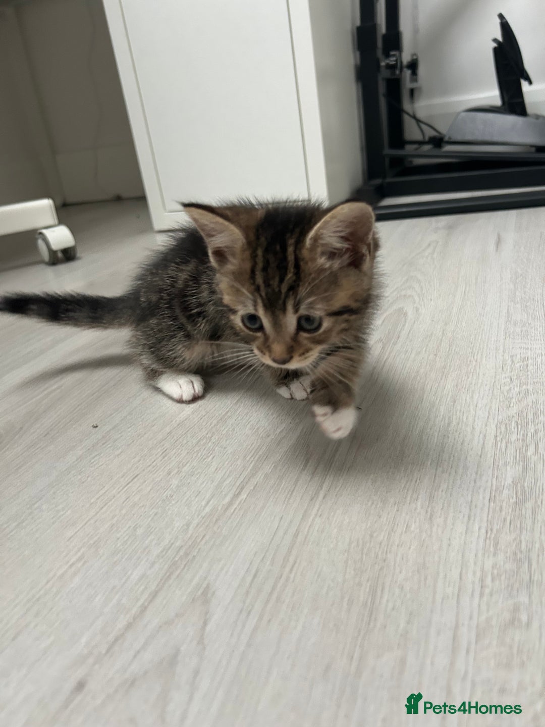 Mixed Breed cats for sale: 7 week kitten for sale - Advert 3