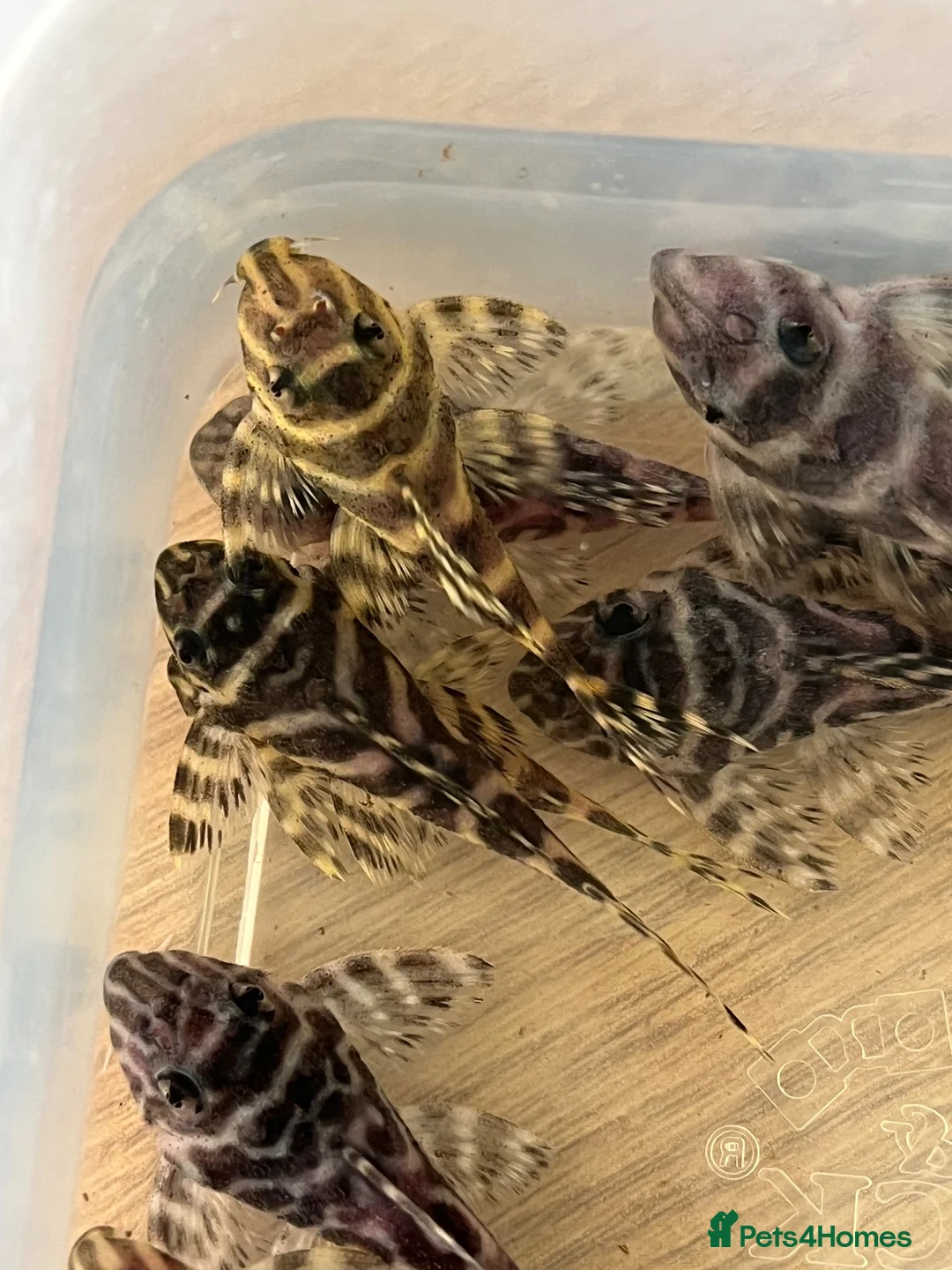 Plecos fish for sale: L333 standard grade. Various sizes.  - Advert 2