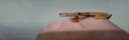 Gecko reptiles for sale: 3 crested geckos for sale  - Advert 8
