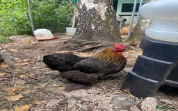 Chickens poultry for sale: Pekin bantam chickens  - Image 1