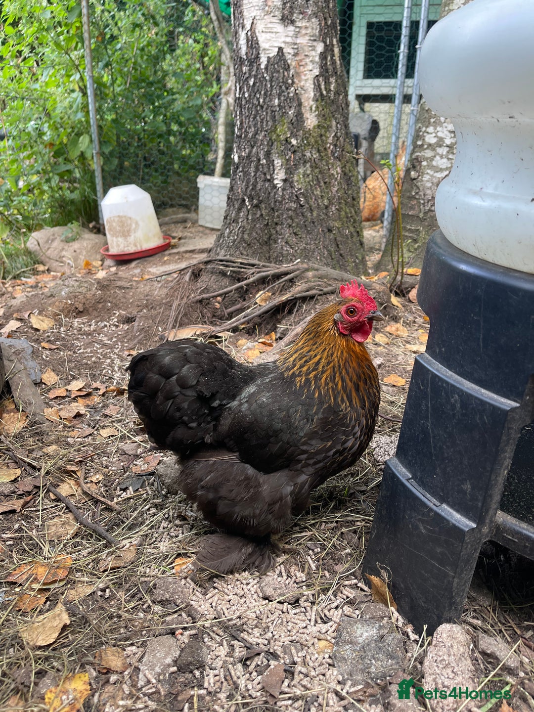 Chickens poultry for sale: Pekin bantam chickens  - Image 1