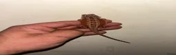 Bearded Dragon reptiles for sale: 100% red monster bearded dragon babies🐉 - Advert 7