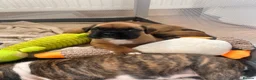 Boxer dogs for sale: Gorgeous litter of boxer puppies 🐶  - Advert 16