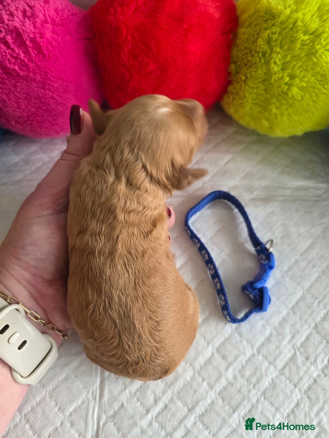 Cavapoo dogs for sale: 🥇 Finest Quality Beautiful F1b Cavapoos 🥇 - Advert 10