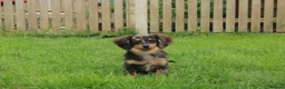 Mixed Breed dogs for sale: 💕 Adorable Tiny Pomweenie Puppies 💕 - Advert 7