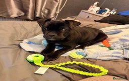 Cane Corso dogs for sale: Enzoo - Image 6