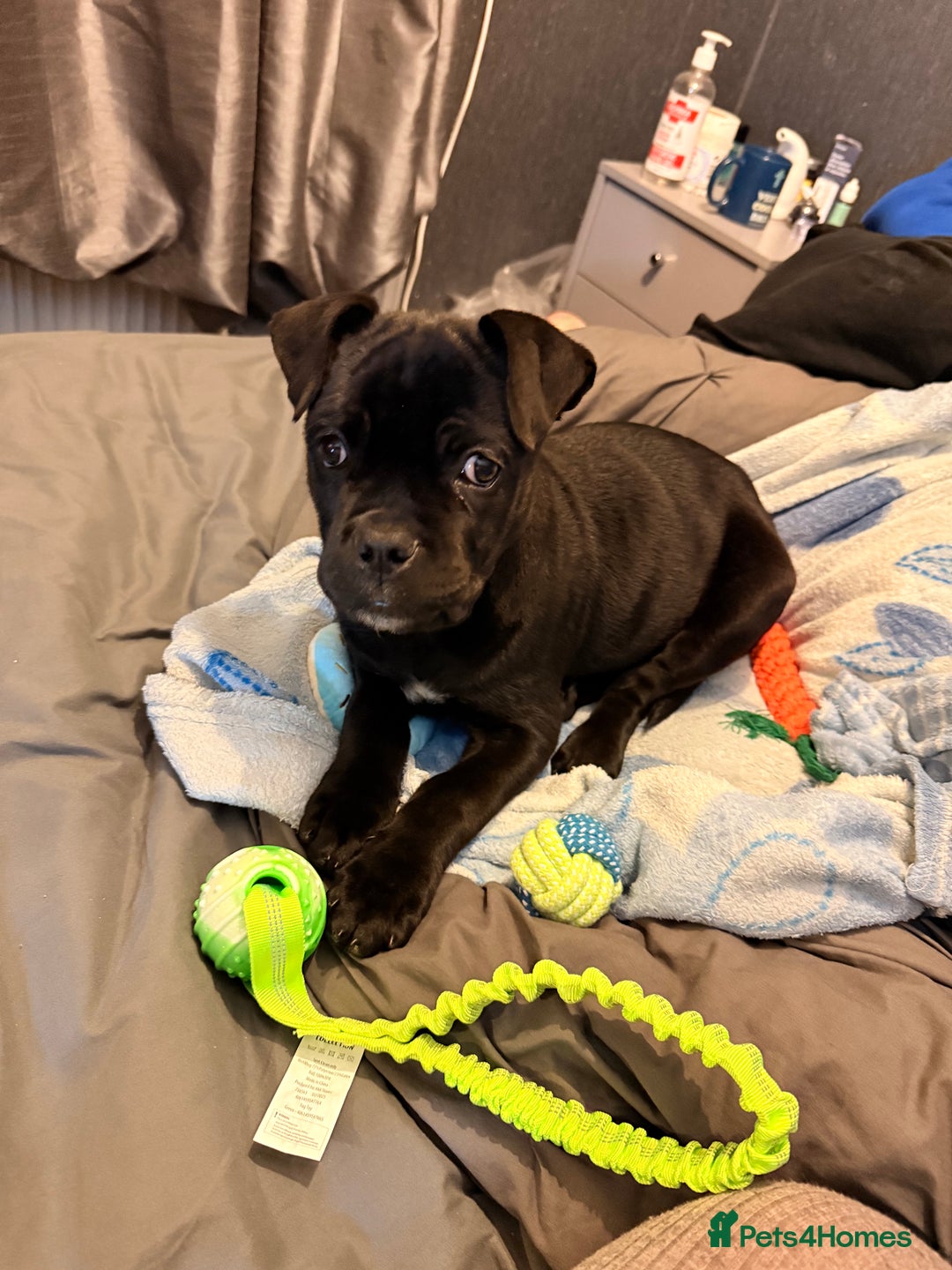 Cane Corso dogs for sale: Enzoo - Image 6