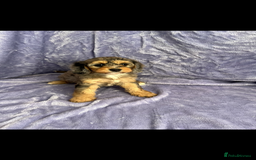 Cavapoo dogs for sale: Stunning rare colour F1 Cavapoo’s  - Image 3