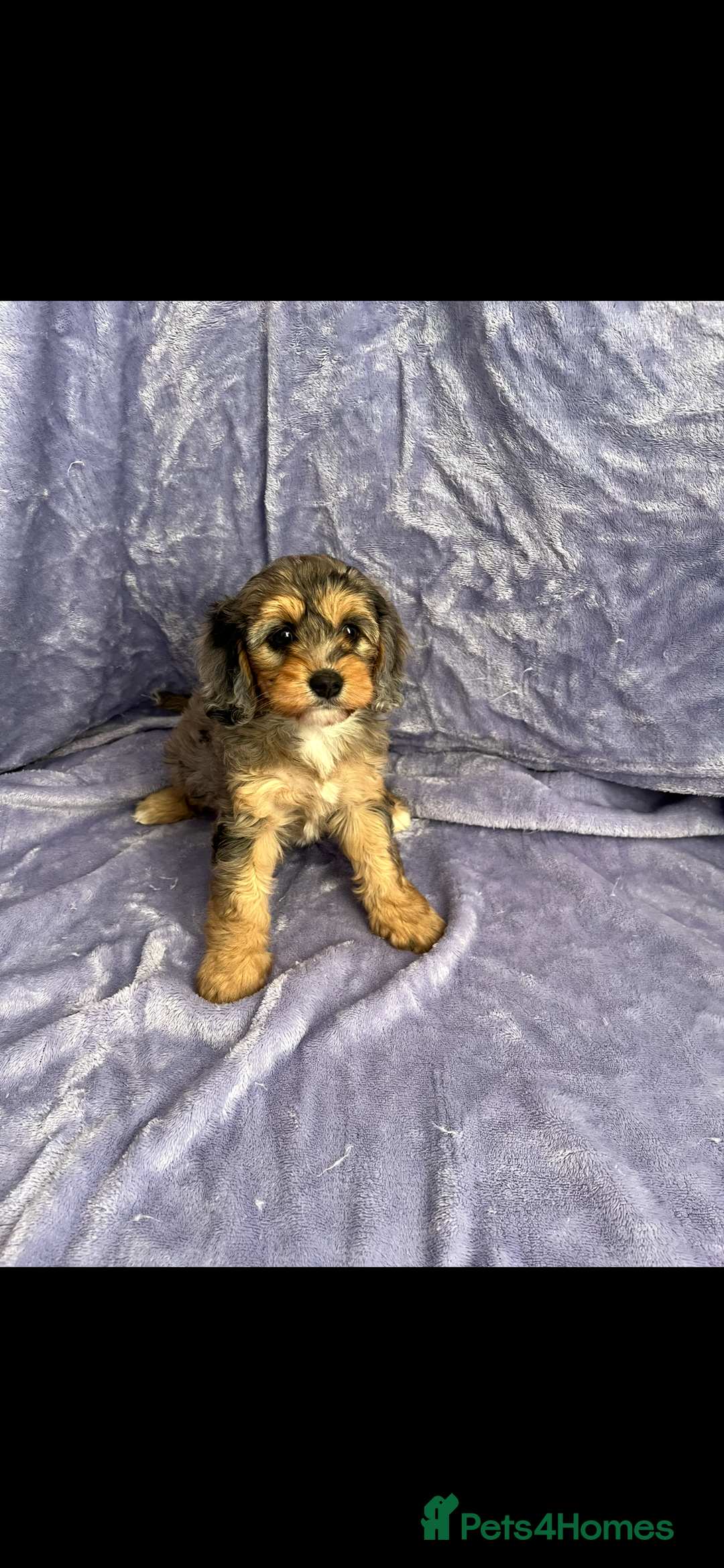 Cavapoo dogs for sale: Stunning rare colour F1 Cavapoo’s  - Image 3