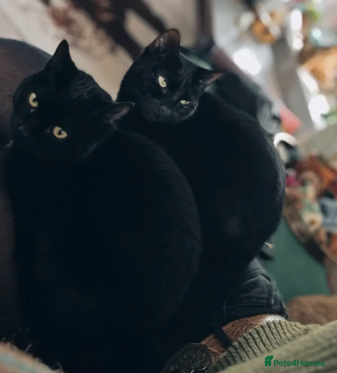 Bombay cats for sale: Twin sisters to be rehomed - Advert 1