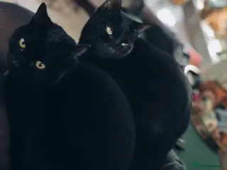 Bombay cats Twin sisters to be rehomed - Advert 1