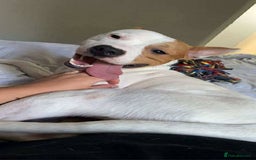 Mixed Breed dogs for sale: Loving staffy 1 year old  - Image 1