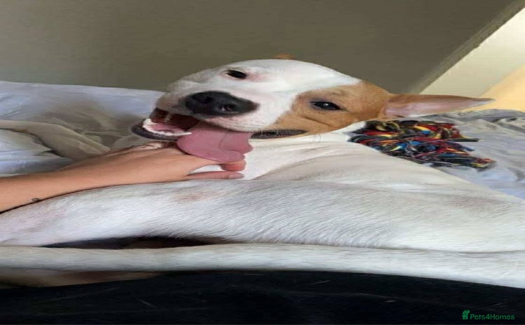 Mixed Breed dogs - Advert 1