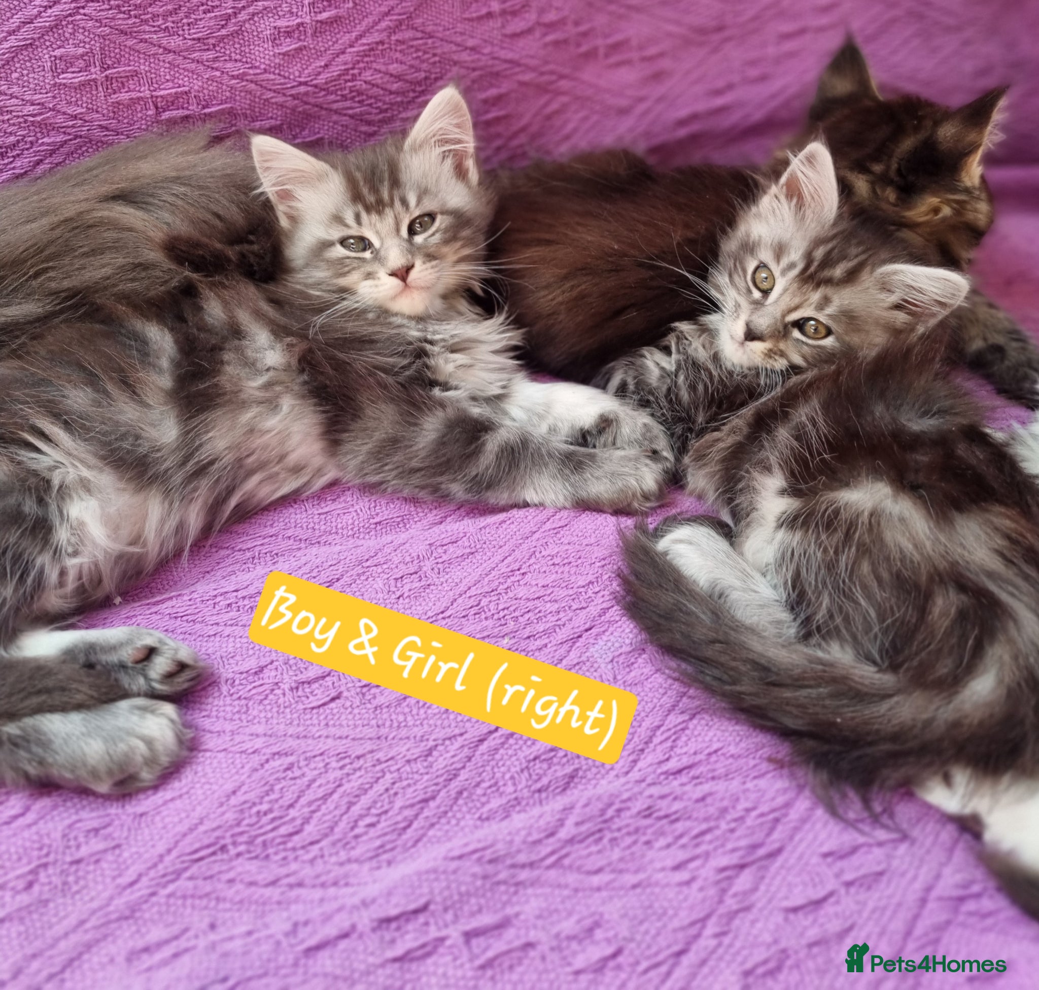 Maine Coon cats Maine Coon Kittens  - Advert 1