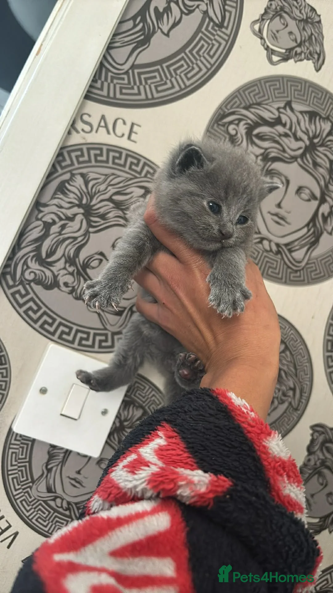 Mixed Breed cats for sale: Kittens female and male  - Advert 1