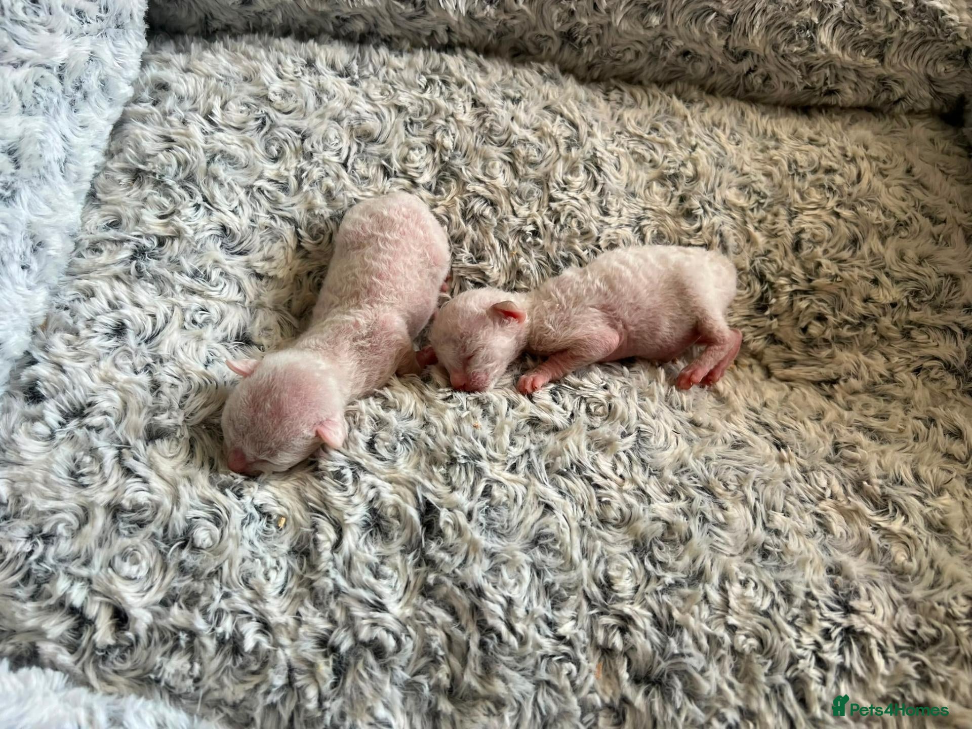 Cornish Rex cats Beautiful cornish rex kittens! - Advert 2