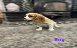 Cavalier King Charles Spaniel dogs for sale: *KC Registered DNA BVA/PRA Clear Cavalier Puppies* - Image 3