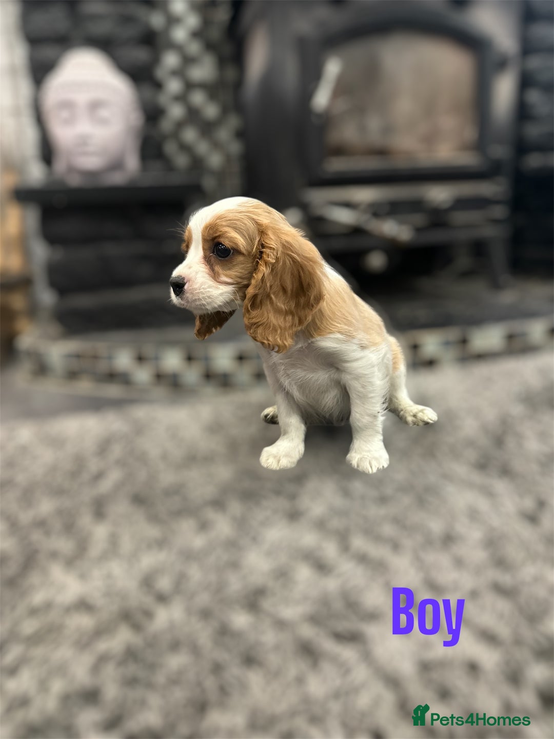 Cavalier King Charles Spaniel dogs for sale: *KC Registered DNA BVA/PRA Clear Cavalier Puppies* - Image 3